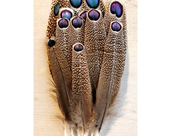 Imperfect set Peacockpheasant feathers