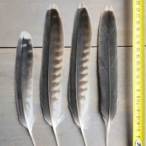 Rare falcon and kestrel tailfeathers from different species. ethically sourced from molt. cleaned and restored zdjęcie 3