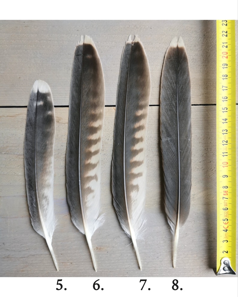 Rare falcon and kestrel tailfeathers from different species. ethically sourced from molt. cleaned and restored zdjęcie 3