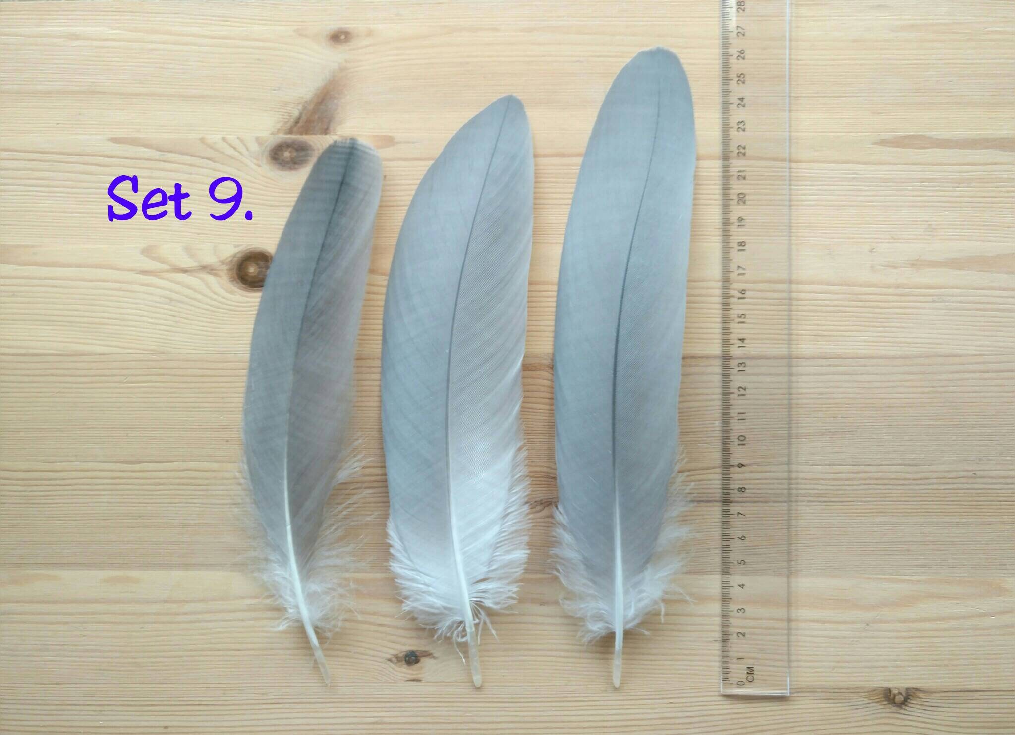 Grote vogel veren Zeer zeldzame Paradijs Kraanvogel van Etsy