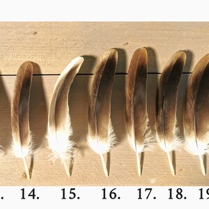 Plumas de buitre leonado pequeñas/medianas. Obtenido éticamente de la muda, limpiado y restaurado. imagen 6