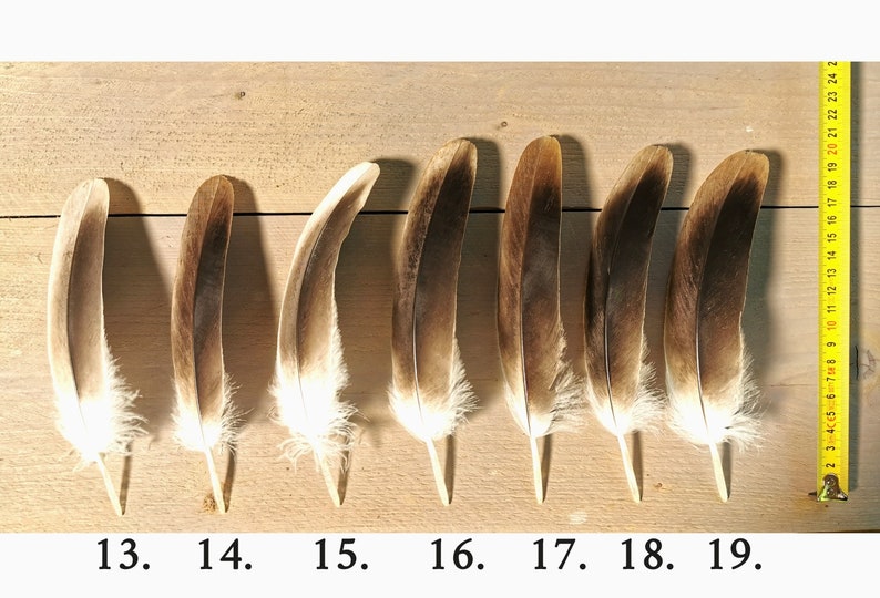 Small/medium Griffon Vulture feathers. Ethically sourced from molt, cleaned and restored. image 6