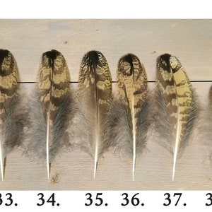 Owl feathers. Eagle. Owl. Ethically sourced from molt. Cleaned and restored zdjęcie 7