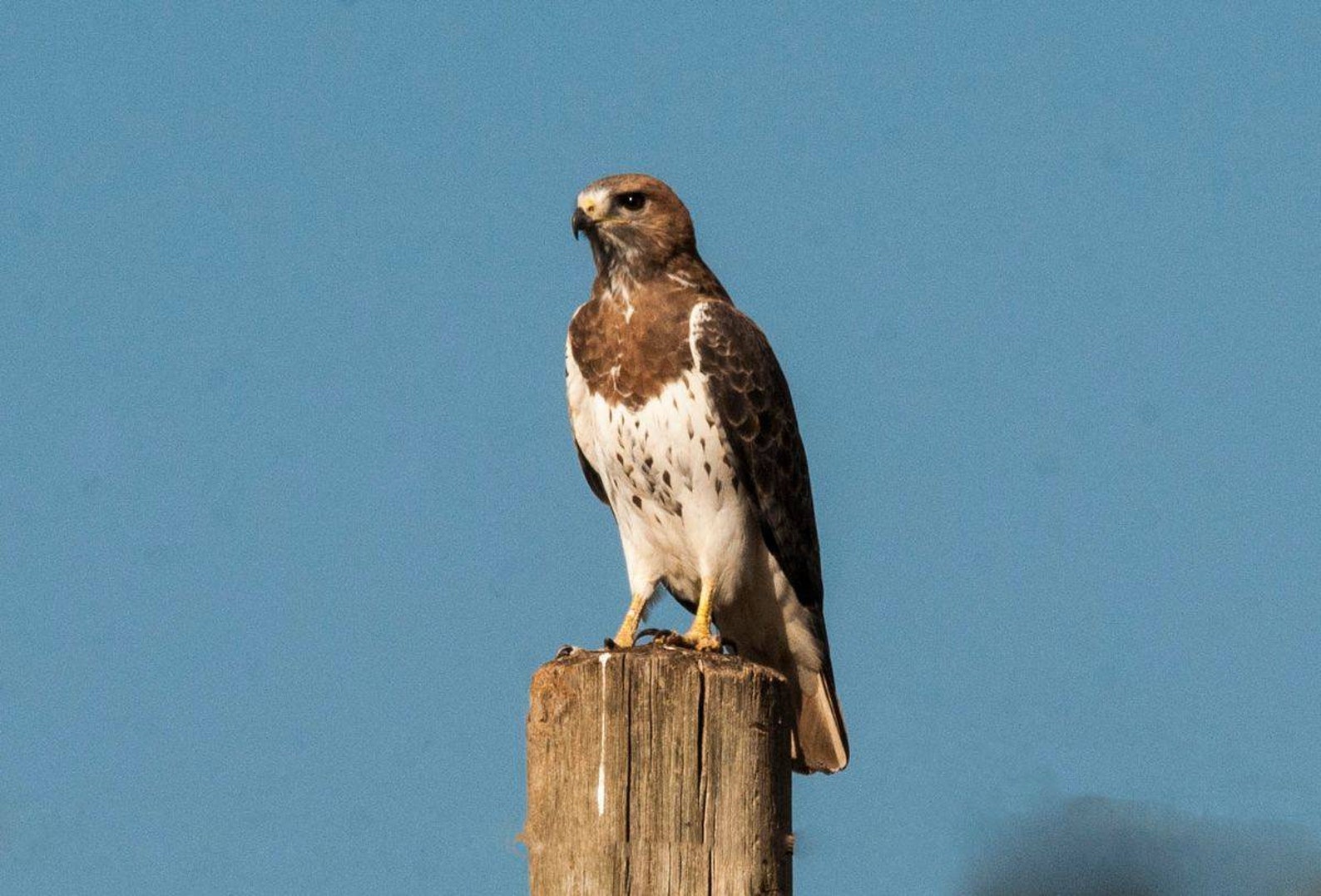 Very Rare African Red Necked Buzzard buteo Auguralis - Etsy