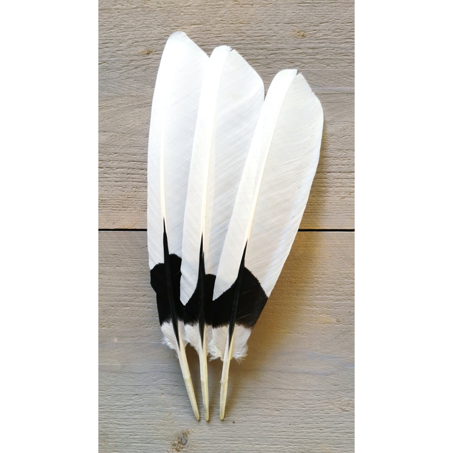 Quail Feathers -  Canada