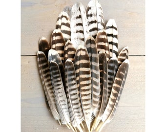 Rare falcon and kestrel tailfeathers from different species. ethically sourced from molt. cleaned and restored