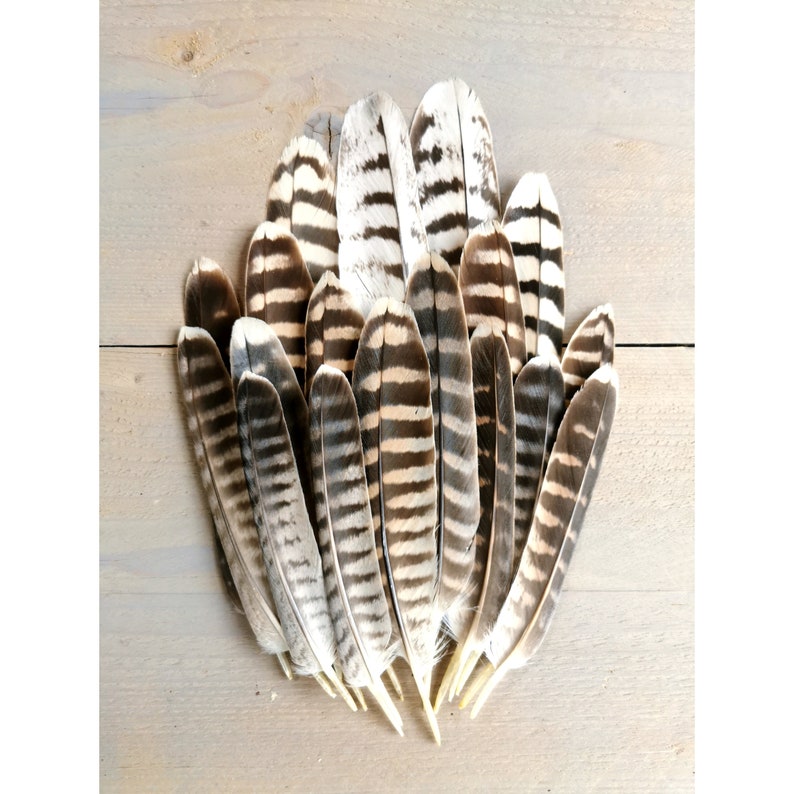 Rare falcon and kestrel tailfeathers from different species. ethically sourced from molt. cleaned and restored zdjęcie 1