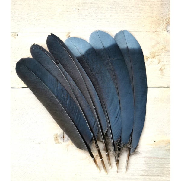 Victoria Crowned Pigeon wing and tail feathers. Ethically sourced from molt. Cleaned and restored