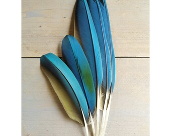 Rare Buffon Macaw set of 6 feathers