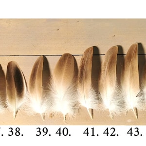 Plumas de buitre leonado pequeñas/medianas. Obtenido éticamente de la muda, limpiado y restaurado. imagen 8