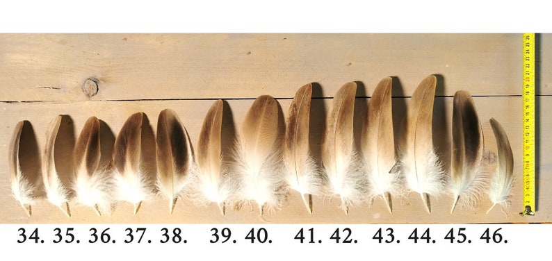 Small/medium Griffon Vulture feathers. Ethically sourced from molt, cleaned and restored. image 8