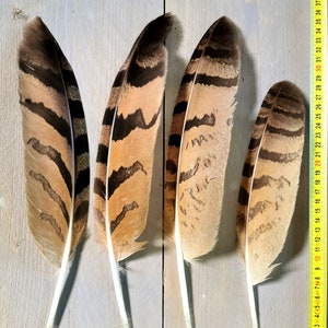 Owl feathers. Eagle. Owl. Ethically sourced from molt. Cleaned and restored zdjęcie 2