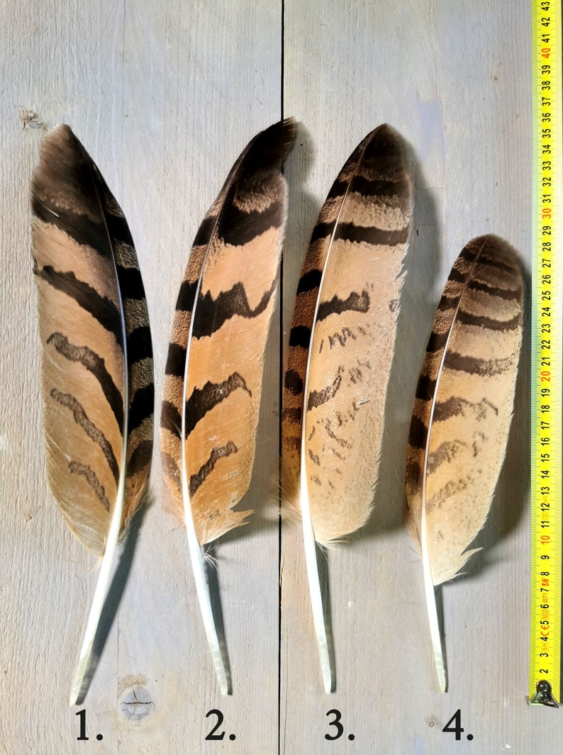 Owl feathers. Eagle. Owl. Ethically sourced from molt. Cleaned and restored zdjęcie 2