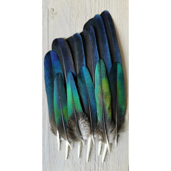 Rare Nicobar Pigeon feathers. Ethically sourced from molt. Cleaned and restored