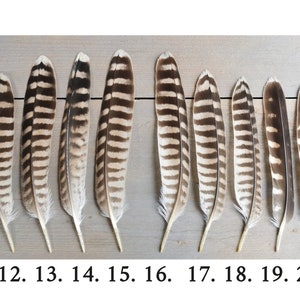 Rare falcon and kestrel tailfeathers from different species. ethically sourced from molt. cleaned and restored zdjęcie 4