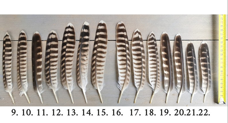 Rare falcon and kestrel tailfeathers from different species. ethically sourced from molt. cleaned and restored zdjęcie 4