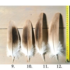 Plumas de buitre leonado pequeñas/medianas. Obtenido éticamente de la muda, limpiado y restaurado. imagen 4