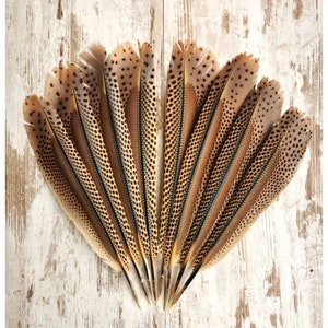 Great Argus Pheasant primary wing feathers. Ethically sourced, cleaned and restored