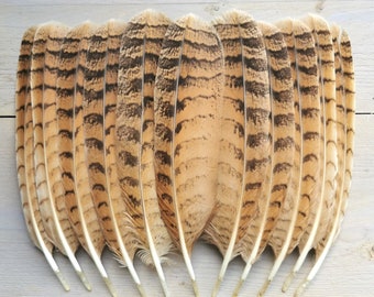 Plumes de queue d'aigle de hibou. Provenant de manière éthique de la mue