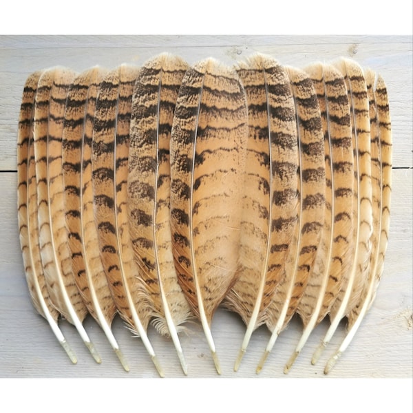 Owl eagle tail feathers. Ethically sourced from molt