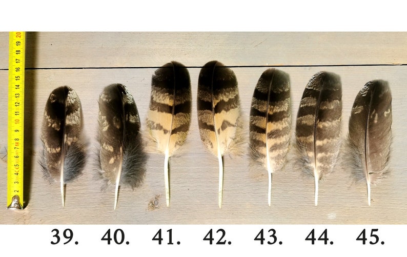 Owl feathers. Eagle. Owl. Ethically sourced from molt. Cleaned and restored zdjęcie 8