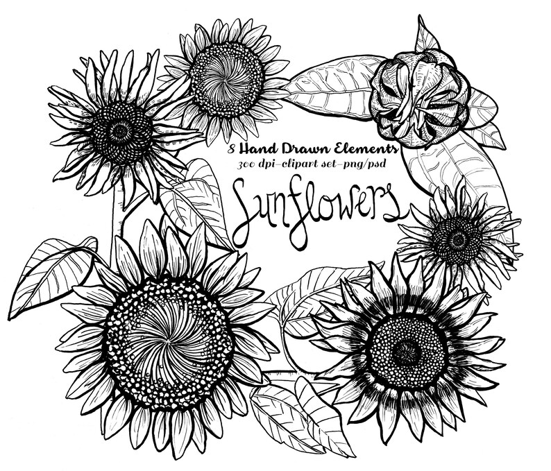 sunflower outline sunflower outline