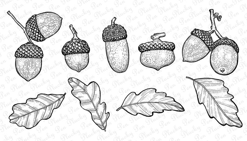 Желудь детский рисунок