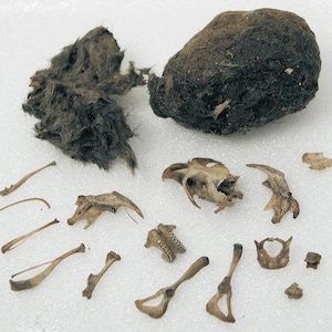 May include: An assortment of animal bones and a dark brown owl pellet. The bones are small and beige, including skulls, jawbones, and other skeletal fragments. The owl pellet is a dark, oval-shaped mass of fur and undigested material.