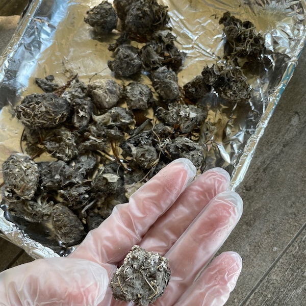 Baby Owl Pellets ~ Small