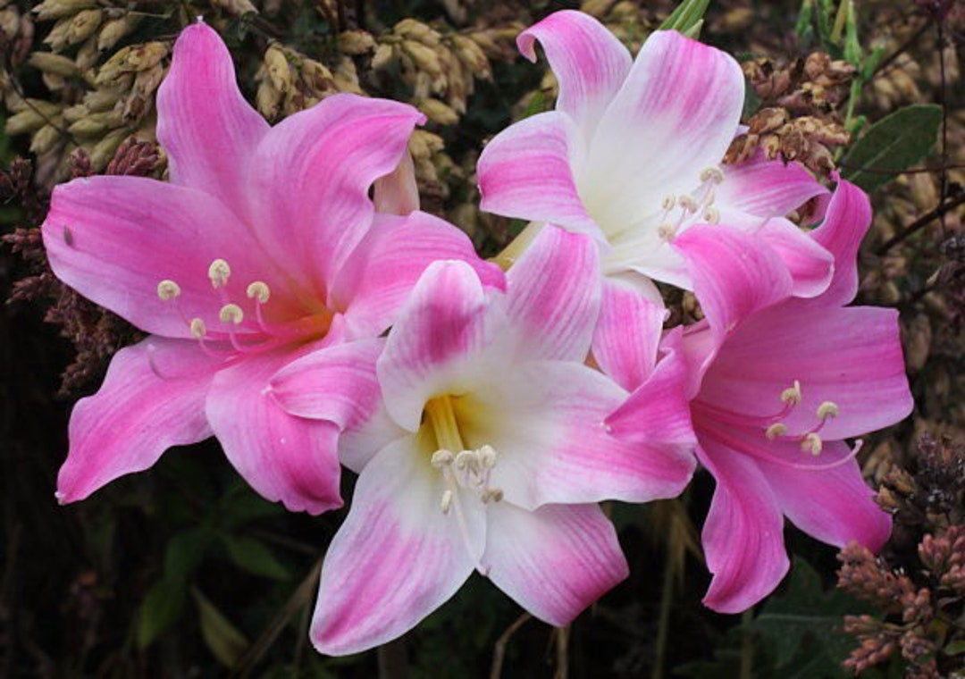 50 Amaryllis Belladonna Pink Naked Ladies Surprise Lily