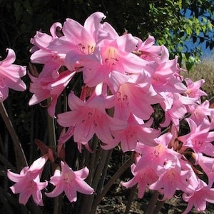 21 Amaryllis Belladonna - Pink Naked Ladies - Surprise Lily - 21 BULBS PER ORDER