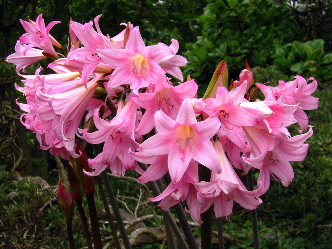 10 Amaryllis Belladonna Pink Naked Ladies Surprise Lily 10 Bulbs Shipped per Order Etsy
