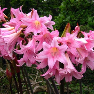 10 Amaryllis Belladonna - Pink Naked Ladies - Surprise Lily - 10 Bulbs Shipped Per Order