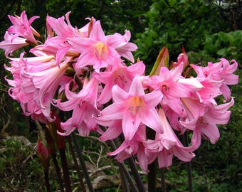 10 Amaryllis Belladonna Pink Naked Ladies Surprise Lily Etsy