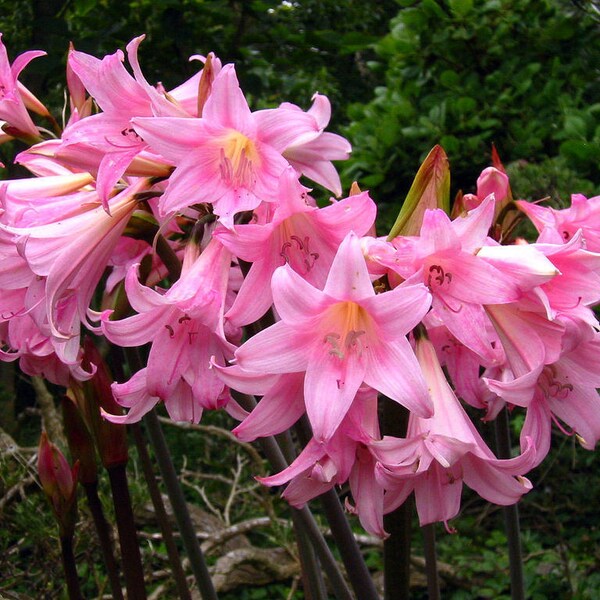 Pink Lady Bulbs Etsy