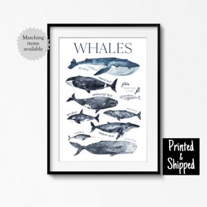 Impresión artística de ballenas Tipos de ballenas Póster Azul marino Gris Océano Decoración de pared para guardería Mar Niños Niños Niñas Bebé 5x7 6x8 8x10 11x14 A4 A3 30x40