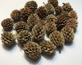 Casuarina Cones for aquarium, shrimp tank, terrarium, paludarium, crafts