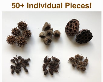 50+ Pieces Dried Botanicals Sample Package for Aquarium Paludarium Vivarium Terrarium Shrimp Fish Crabs Frogs Reptile Habitat Craft Supplies