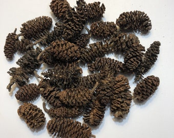 Birch Cones for aquarium, shrimp tank, terrarium, paludarium, crafts