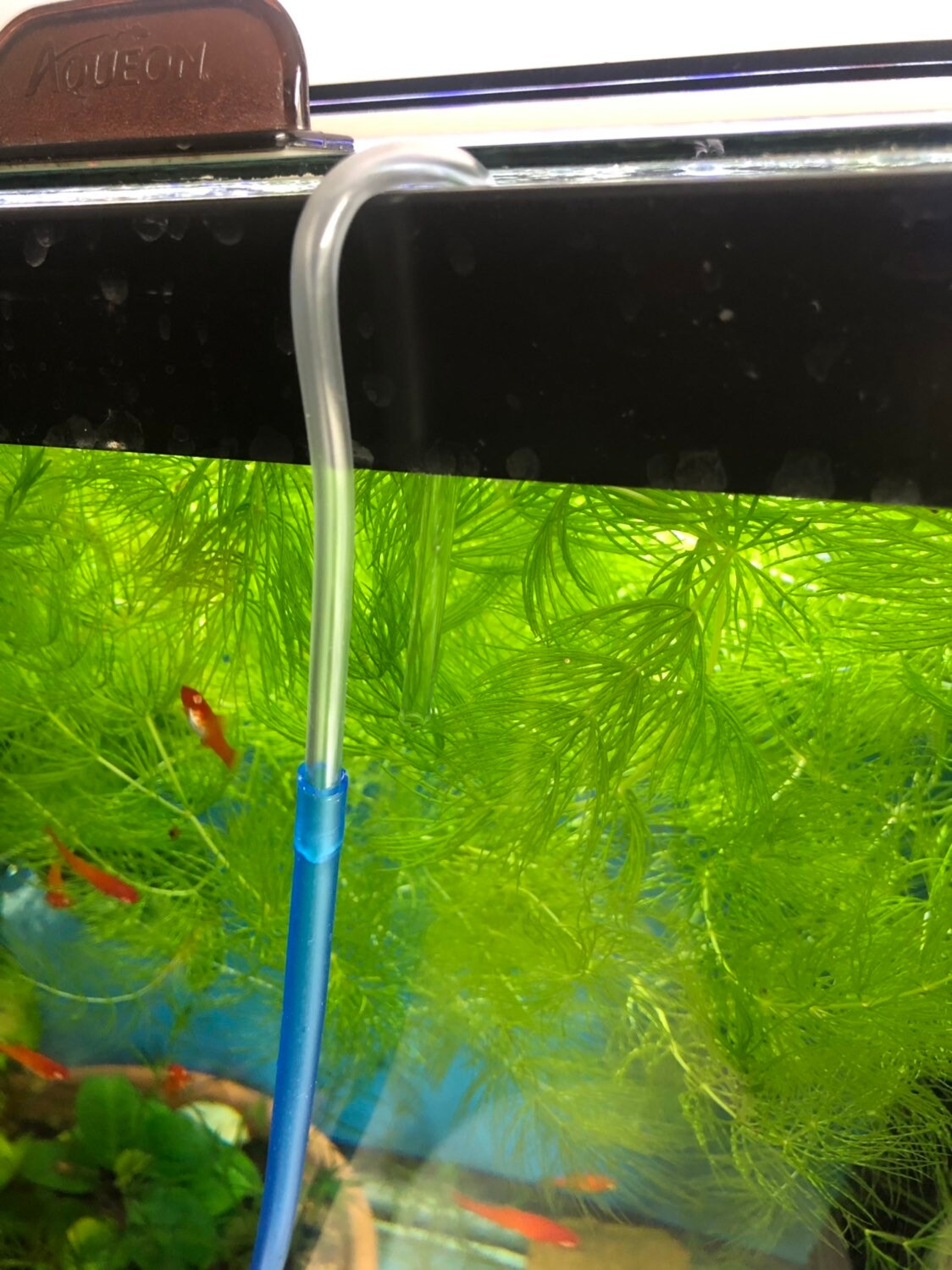 Drip Acclimation Kit For Aquarium - Fish & Shrimp Safe (Freshwater/Saltwater)
