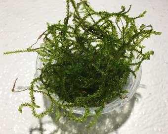 Creeping Moss, aquatic moss for planted tanks, shrimp tanks , low light