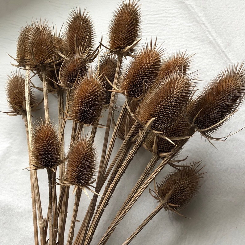 15 Naturally Dried Common Teasel Thistle Stalks 14 to 18 Etsy