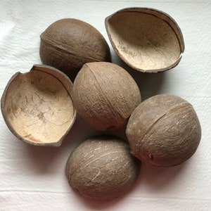 May include: Six brown coconuts, some whole and some halved, are arranged on a white surface. The outer shells are textured and fibrous, with a dark brown color. The halved coconuts reveal the lighter-colored interior.