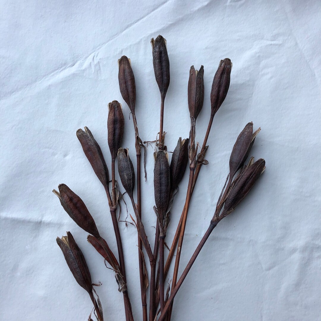 Iris Seed Pods, Naturally Dried Stems With Seed Heads 15 to 18 Rustic