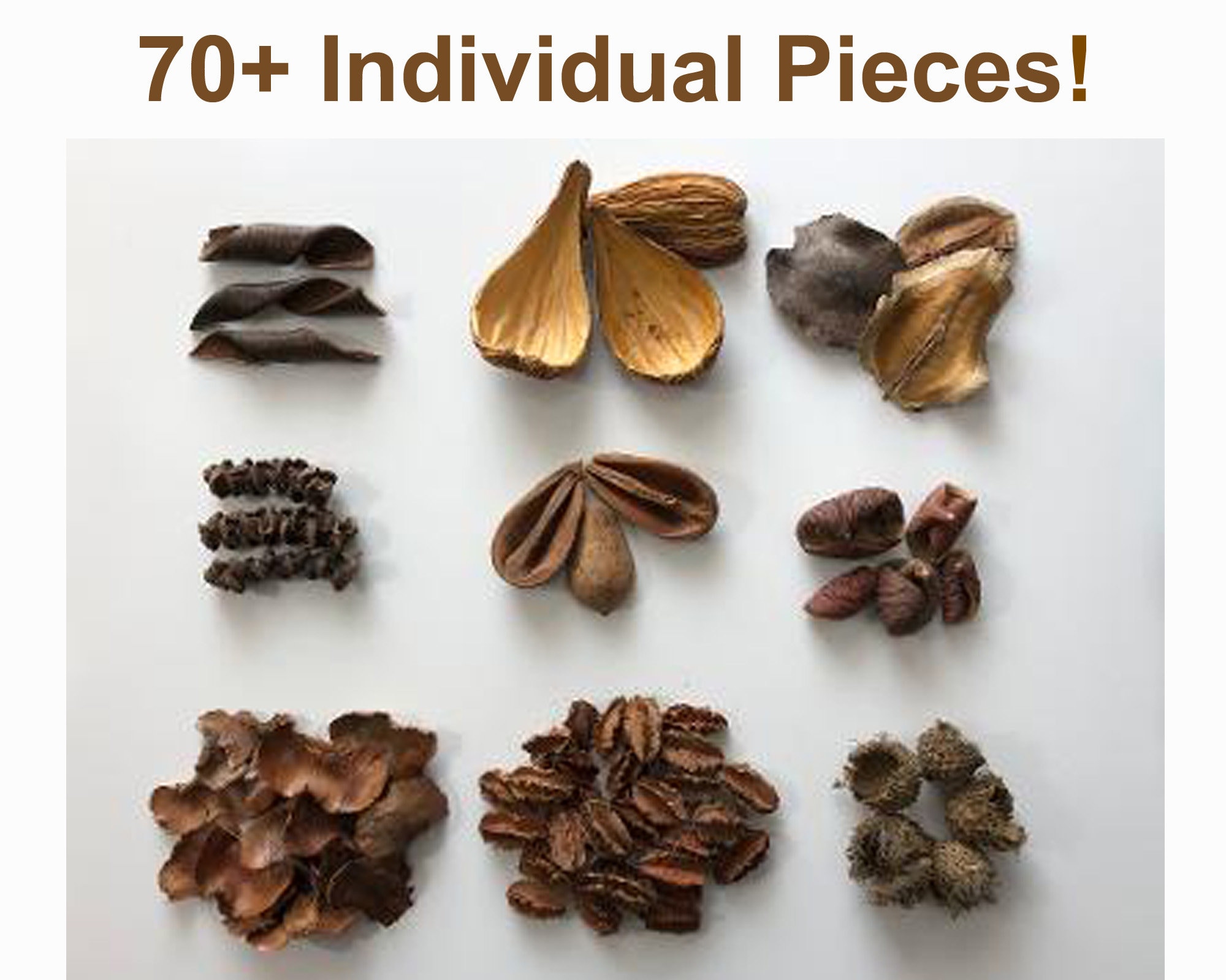 70 Dried Botanicals Sample Package Pods Cones for Aquarium
