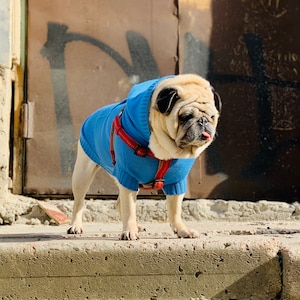 Bright Blue Dog Hoodie Sweater with Kangaroo Pocket// Pet Hooded Jumper//Merino Wool Knitted Pet Hoodies//Dog Back Pocket Hoodie// image 1