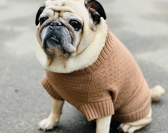 May include: A fawn-coloured pug wearing a brown knitted jumper sits on a grey asphalt surface. The dog has a serious expression on its face.