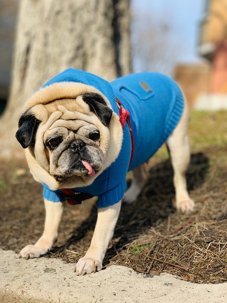 Bright Blue Dog Hoodie Sweater with Kangaroo Pocket// Pet Hooded Jumper//Merino Wool Knitted Pet Hoodies//Dog Back Pocket Hoodie// image 4