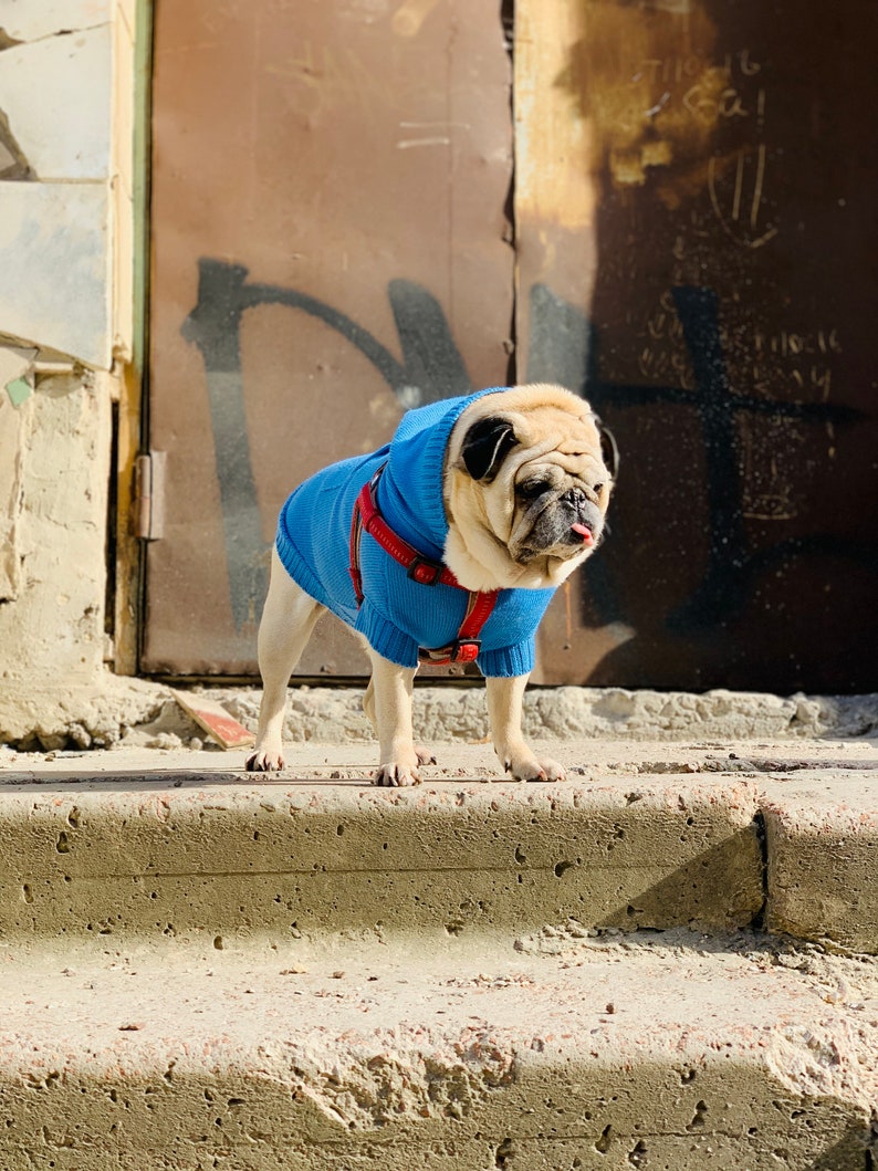 Bright Blue Dog Hoodie Sweater with Kangaroo Pocket// Pet Hooded Jumper//Merino Wool Knitted Pet Hoodies//Dog Back Pocket Hoodie// image 1