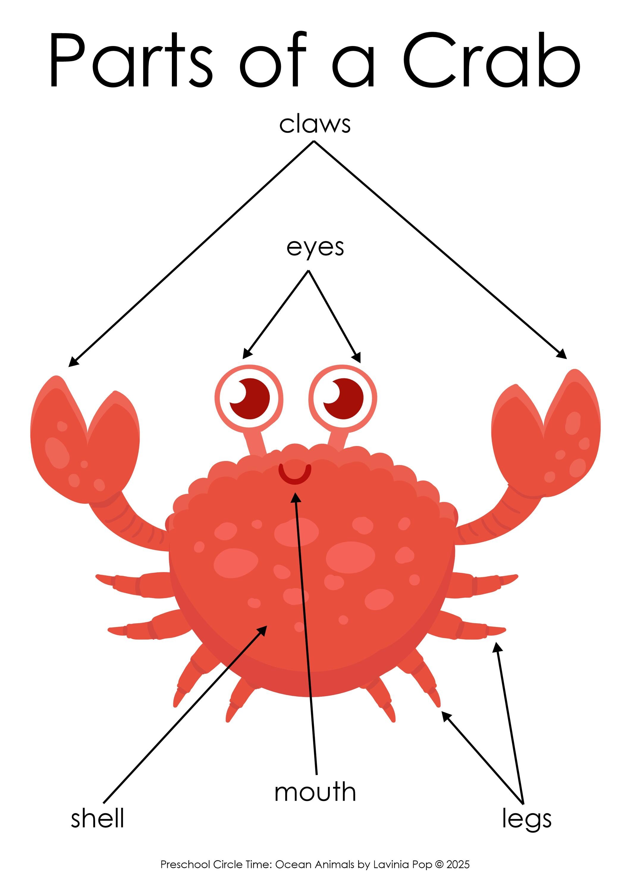 Ocean Animals Preschool Theme Curriculum Printables | Preschool Circle ...